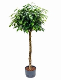 Ficus danielle Stam 170 cm