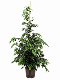 Ficus danielle Toef 125 cm