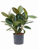 Ficus elastica robusta Bush 75 cm