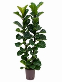 Ficus lyrata bambino 2pp 130 cm