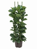 Ficus lyrata bambino 3pp 130 cm