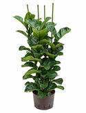 Ficus lyrata bambino 4pp 130 cm