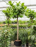 Ficus lyrata Stam 400 cm