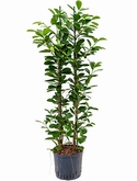 Ficus moclame 2pp 110 cm