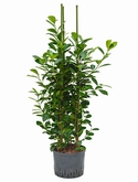 Ficus moclame 3pp 110 cm