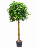 Ficus nitida Stam 190 cm