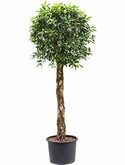 Ficus nitida Stam 190 cm