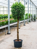 Ficus nitida Stam 280 cm