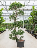 Ficus nitida Stam etage 240 cm