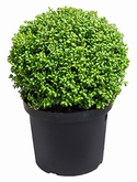 Ilex crenata convexa Bol (30) 50 cm