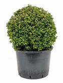 Ilex crenata convexa Bol (45) 65 cm