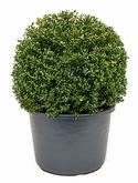 Ilex crenata convexa Bol (50) 70 cm