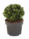 Ilex crenata dark green Bol (25) 45 cm