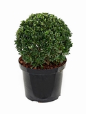 Ilex crenata dark green Bol (35) 55 cm