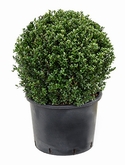 Ilex crenata dark green Bol (50) 60 cm