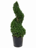 Ilex crenata dark green Spiraal 120 cm