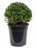 Ilex crenata maxima Bol (25) 45 cm