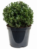Ilex crenata maxima Bol (35) 55 cm