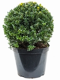 Ilex crenata maxima Bol (45) 60 cm