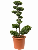 Ilex crenata maxima Bonsai 155 cm