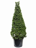 Ilex crenata maxima Piramide 200 cm