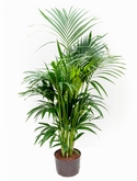 Kentia (howea) forsteriana Toef 140 cm