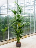 Kentia (howea) forsteriana Toef 200 cm
