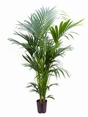 Kentia (howea) forsteriana Toef 6pp 160 cm