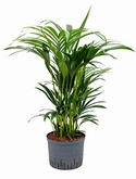 Kentia (howea) forsteriana Toef 80 cm