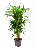 Kentia (howea) forsteriana Toef 8pp 100 cm