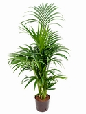 Kentia (howea) forsteriana Toef 8pp 120 cm