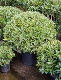 Laurus nobilis Bol (100-110) 110 cm