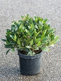 Laurus nobilis Bol (35) 45 cm