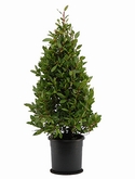 Laurus nobilis Piramide 120 cm