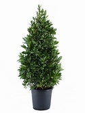 Laurus nobilis Piramide 140 cm