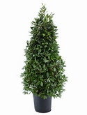 Laurus nobilis Piramide 160 cm