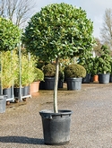 Laurus nobilis Stam 175 cm