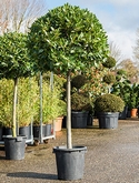 Laurus nobilis Stam 210 cm