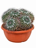Mammillaria compressa - 30 cm