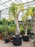 Moringa drouhardii Stam 350 cm
