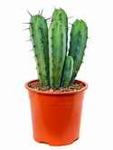 Myrtillocactus geometrisans - 50 cm