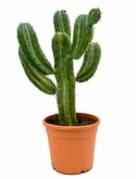 Myrtillocactus geometrizans - 70 cm