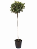 Olea europaea Stam 150 cm