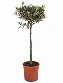 Olea europaea Stam 90 cm