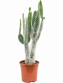 Opuntia blue ale Vertakt 50 cm