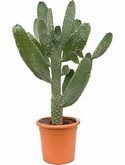 Opuntia consolea Vertakt 100 cm