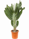 Opuntia consolea Vertakt 125 cm