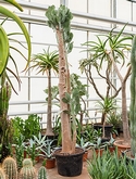 Opuntia consolea Vertakt 300 cm