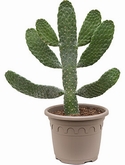 Opuntia consolea Vertakt 60 cm