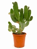 Opuntia consolea Vertakt (60-70) 80 cm